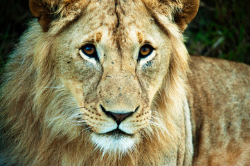 Kenya, Masai Mara National Reserve, portrait of male lion