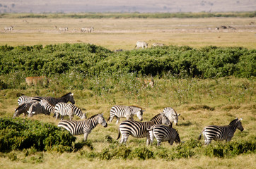 Fototapeta na wymiar Kenya, Amboseli National Park, group of zebras