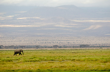 Kenya, Amboseli National Park, lonely elephant with the Kilimanjaro in backdrop