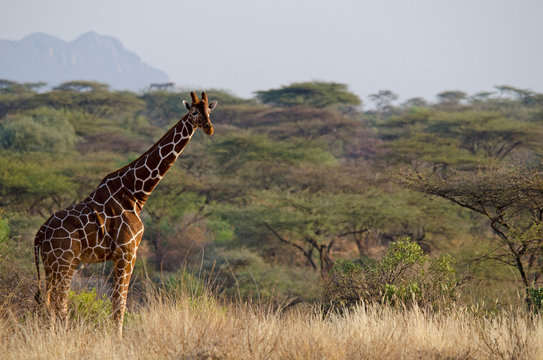 Kenya, Laikipia, Il Ngwesi, Reticulated Giraffe in the bush