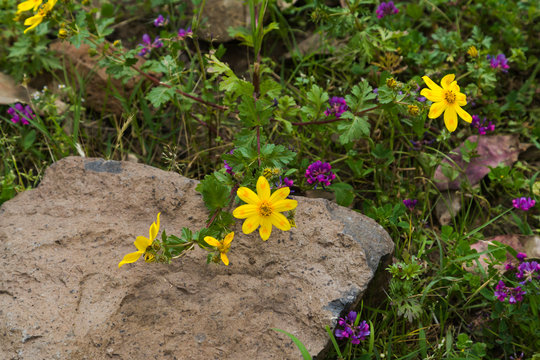 Africa, Ethiopia, Ethiopian Highlands, Western Amhara, meskel flowers (Yadey abeba). Meskel flowers with unidentified purple flowers