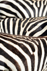 Fototapeta na wymiar Kenya, Amboseli National Park, close up on zebra stripes