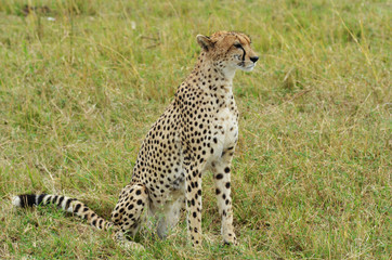 Kenya, Masai Mara National Reserve, cheetah alert in the savanna ready to chase for a kill