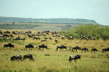 Naklejka na ściany i meble Kenya, Masai Mara National Reserve, wildebeest grazing