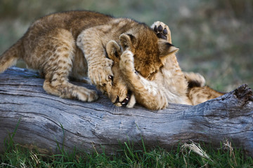 Lion cubs playing on log, Panthera leo, Masai Mara, Kenya