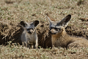 Young Bat-eared Foxes, Otocyon megalotis, Masai Mara, Kenya
