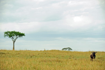 Kenya, Masai Mara National Reserve, single wildebeest looking in the savanna