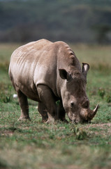 Kenya, Lake Nakuru National Park, White Rhinoceros(Ceratotherium simum)