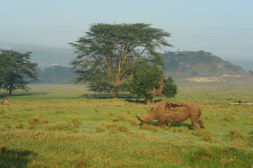Kenya, Lake Nakuru National Park, White Rhinoceros or Square-lipped Rhinoceros (Ceratotherium simum) with Oxpecker on back