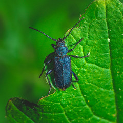 Nice big bug with blue color perched on green leaf