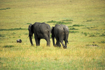 Kenya, Masai Mara National Reserve, elephant couple walking in the savanna