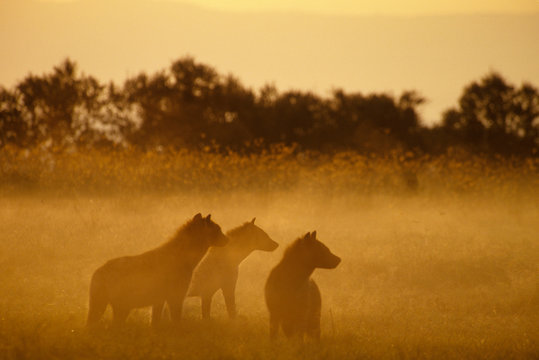 Kenya: Lake Turkana National Park, pack of spotted hyaenas ('Crocuta crocuta') waiting at scene of buffalo killed by lion, at sunrise.