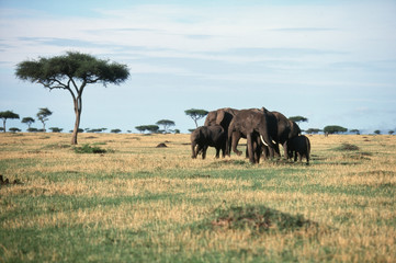 Fototapeta premium Kenya, Maasai Mara National Reserve, Family of African Elephants (Loxodonta Africana), (African Bush Elephant)