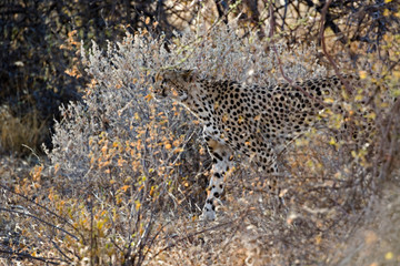 Camouflaged Cheetah in the bush, Acinonyx jubatus, Samburu Game Reserve, Kenya