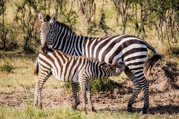 Fototapeta na wymiar East Africa, Kenya, Maasai Mara National Reserve, Mara Conservancy, Mara Triangle, Mara River Basin, Burchell's zebra (aka plains or common zebra) (Equus quagga burchellii), young nursing