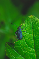 Nice big bug with blue color perched on green leaf