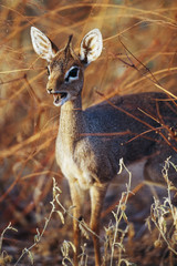 Kenya, Guenther's dik-dik standing in Samburu National Reserve
