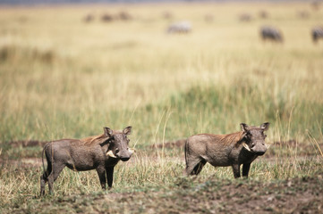 Kenya, Maasai Mara National Reserve, Pair of Desert Warthog(Phacochoerus aethiopicus)