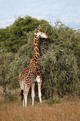 Kenya, Lake Nakuru National Park, Rothschild Giraffe(Giraffa Camelopardalis Rothschildi)
