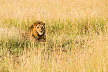East Africa, Kenya, Maasai Mara National Reserve, Mara Conservancy, Mara Triangle, Mara River Basin, male lion (Panthera leo)