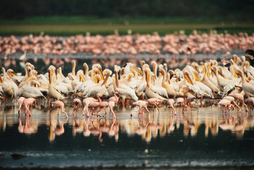 Naklejka premium Kenya, Lake Nakuru National Parkview of Lesser Flamingos and White Pelican