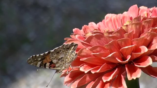 Ein Distelfalter (Schmetterling) auf einer orangen Zinnienbl&uuml;te