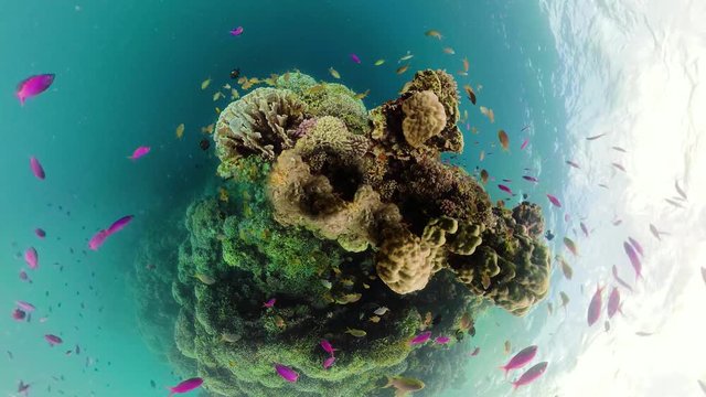 Coral reef and tropical fishes, 360 panorama. The underwater world of the Philippines.