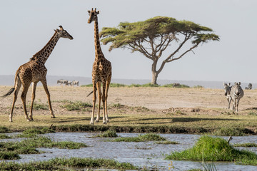 East Africa, Kenya, outside Amboseli National Park, pair of Maasai giraffe (Giraffa camelopardalis tippelskirchi) at waterhole