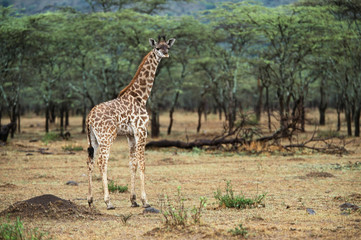 Naklejka na ściany i meble Kenya, Maasai Mara National Reserve, Baby Maasai Giraffe (Giraffa camelopardalis tippelskirchi)