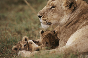 Kenya, Mother Lion sitting with cubs