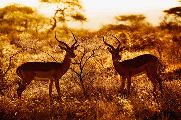 Pair of Male Impala, Aepceros melampus, silhouetted at sunset, Samburu Game Reserve, Kenya