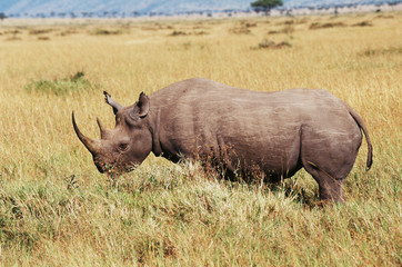 Obraz premium Kenya, Maasai Mara National Reserve, Black Rhinoceros (Diceros Bicornis)