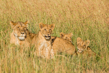East Africa, Kenya, Maasai Mara National Reserve, Mara Conservancy, Mara Triangle, Mara River Basin, lioness with cubs (Panthera leo)