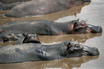 Kenya, Maasai Mara National Reserve, Heard of Hippopotamus in Mara river