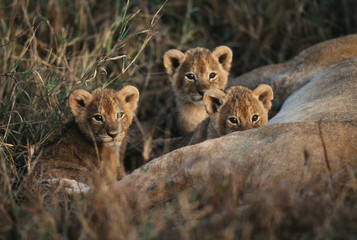 Kenya, Maasai Mara, Trio of six week old Lion cubs sitting besides mother lion