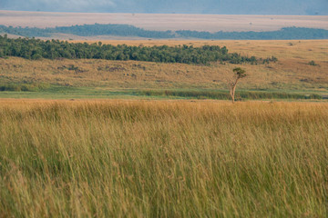 East Africa, Kenya, Maasai Mara National Reserve, Mara Conservancy, Mara Triangle, Mara River Basin