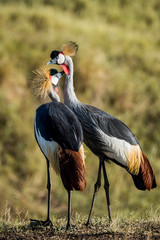 East Africa, Kenya, Maasai Mara National Reserve, Mara Conservancy, Mara Triangle, Mara River Basin, pair of grey Crowned Crane (Balearica regulorum gibbericeps)