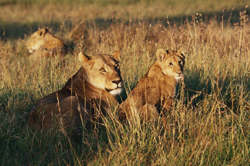 Kenya, Maasai Mara National Reserve, Lioness and cub (Panthera Leo) at first light