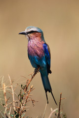 Kenya, Maasai Mara National Reserve, Lilac-Breasted Roller (Coracias Caudata) perching