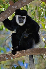 Abyssinian Black and White Colobus, Colobus abyssinicus. Lake Nakuru National Park, Kenya