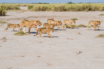 Fototapeta na wymiar East Africa, Kenya, Amboseli National Park, pride with 2 lioness (Panthera leo) and 2 sets of cubs, walking away from a 'kill'