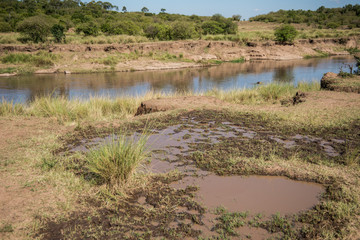 East Africa, Kenya, Maasai Mara National Reserve, Mara Conservancy, Mara Triangle, Mara River Basin, waterhole in front of Mara River