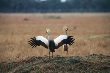 Obraz na płótnie Canvas Kenya, Maasai Mara, Crowned Crane (Balearica Regulorum)