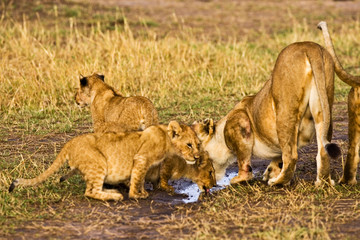 Naklejka na ściany i meble lions sitting at the Maasai Mara. 