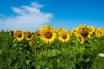 A field of sunflowers against a deep blue sky with white whispy clouds 2