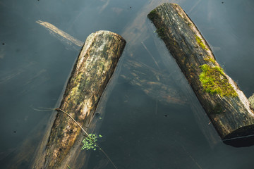 Old logs in the water