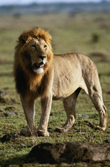 Kenya, Maasai Mara National Reserve, View of male lion looking away