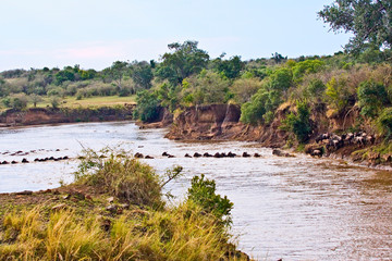 Fototapeta na wymiar Crossing of the Mara River Wildebeest, migrating in the Maasai Mara Kenya. 