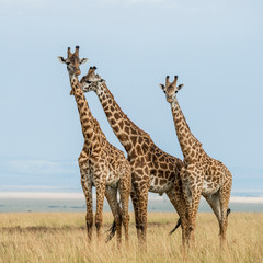 East Africa, Kenya, Maasai Mara National Reserve, Mara Conservancy, Mara Triangle, Mara River Basin, Maasai giraffe