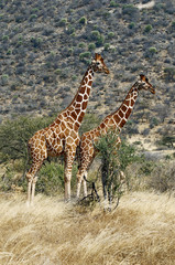 Kenya, Samburu National Reserve, Pair of reticulated giraffe(Giraffa camelopardalis reticulata)